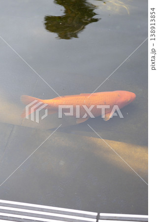 Japanese koi carp. large colored fish swim underwater in a pond in park. Japanese koi carp. large colored fish swim underwater in a pond in park. 138913854