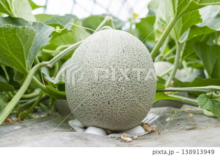 メロンの成長過程の農業写真 138913949