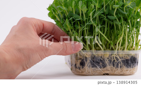 Close-up of a hand holding a container of growing pea microgreens Close-up of a hand holding a container of growing pea microgreens 138914305