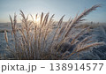 霜をまとう枯れ草が朝日の逆光で白く光る情景 138914577