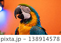 コーラルオレンジ背景で幸せを象徴するコンゴウインコの満ちた表情 138914578