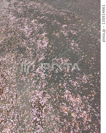 花びらの散る道② 138914661