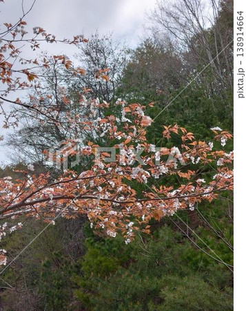 山桜は麗しく① 138914664