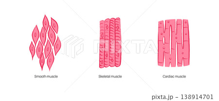 Cells structure sketch Cells structure sketch 138914701
