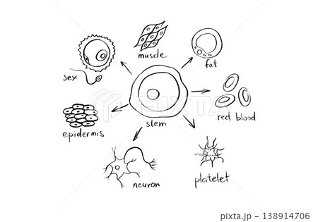 Cells structure sketch Cells structure sketch 138914706