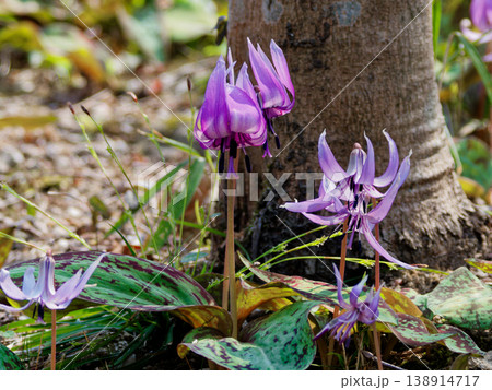 早春の落葉樹林を飾る植物ユリ科カタクリの花 138914717