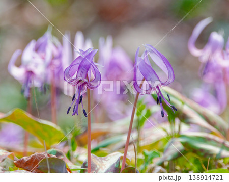 早春の落葉樹林を飾る植物ユリ科カタクリの花 138914721