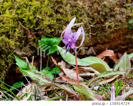 早春の落葉樹林を飾る植物ユリ科カタクリの花 138914724