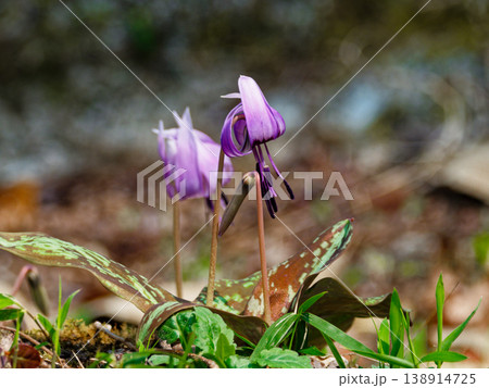 早春の落葉樹林を飾る植物ユリ科カタクリの花 138914725