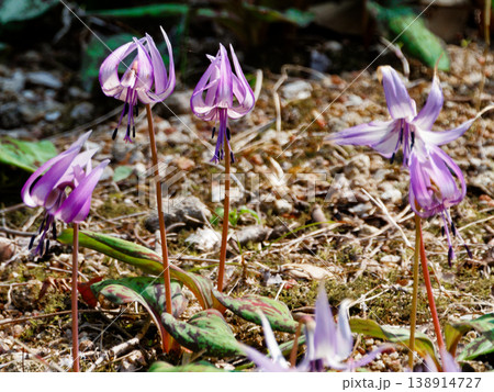 早春の落葉樹林を飾る植物ユリ科カタクリの花 138914727