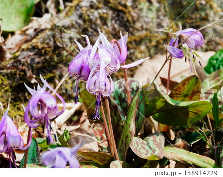 早春の落葉樹林を飾る植物ユリ科カタクリの花 早春の落葉樹林を飾る植物ユリ科カタクリの花 138914729