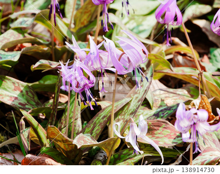 早春の落葉樹林を飾る植物ユリ科カタクリの花 早春の落葉樹林を飾る植物ユリ科カタクリの花 138914730