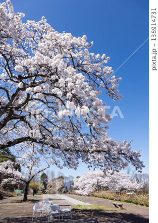 春の渋川市総合公園 群馬県 春の渋川市総合公園 群馬県 138914731