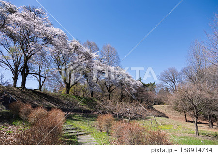 春の渋川市総合公園　群馬県 138914734
