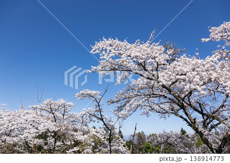 春の渋川市総合公園 群馬県 春の渋川市総合公園 群馬県 138914773