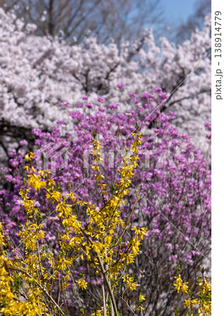 春の渋川市総合公園 群馬県 春の渋川市総合公園 群馬県 138914779