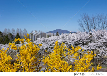 春の渋川市総合公園 群馬県 春の渋川市総合公園 群馬県 138914782