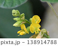 箕面で見た野原に自生する黄色の花が綺麗なタンキリマメ 138914788