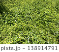 緑色の葉っぱの絨毯が日差しを浴びて蝶が1羽止まっている 138914791