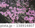 福島県から三重県の太平洋側の深山に自生する淡いピンク色の花が綺麗なアカヤシオ 138914807