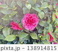 満開の綺麗な八重椿 138914815