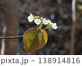 日本全国に自生する開き初めの緑褐色の垂れた若葉の上に咲く白色の装飾花が綺麗なオオカメノキ 138914816
