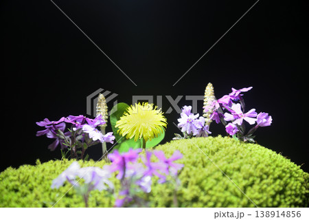 春イメージ　タンポポ　つくし　芝桜　クローバー　苔 138914856