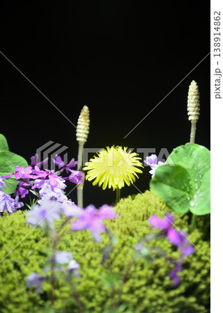 春イメージ タンポポ つくし 芝桜 クローバー 苔 春イメージ タンポポ つくし 芝桜 クローバー 苔 138914862