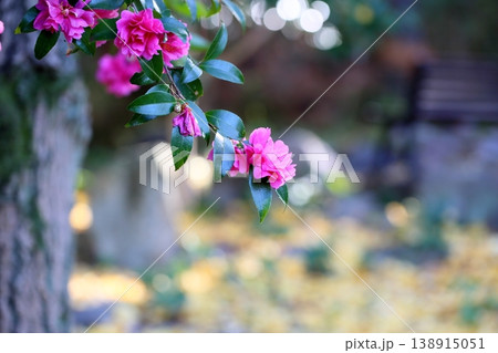 鮮やか サザンカの花 鮮やか サザンカの花 138915051