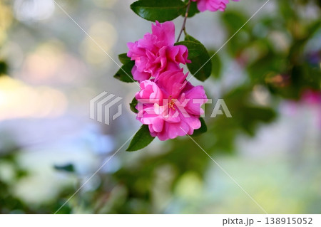 鮮やか　サザンカの花 138915052