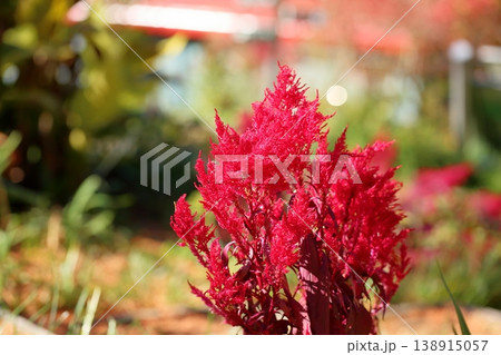 鮮やか　ケイトウの花 138915057