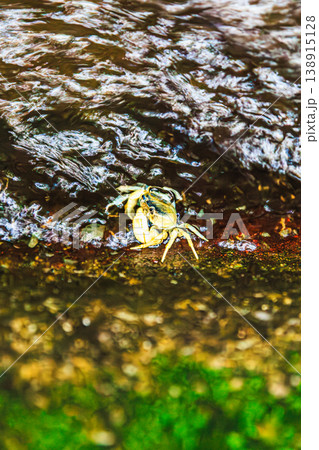 苔むす水辺に現れたサワガニの生態シーン 138915128