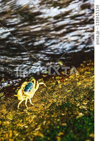 水辺の自然と共に生きるサワガニのクローズアップ 138915130