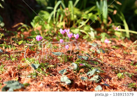 可愛い　シクラメンの花 138915379