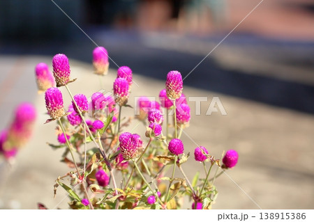 可愛い　センニチコウの花 138915386