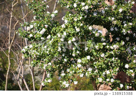 爽やか　サザンカの花 138915388