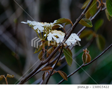 ガマズミ科オオカメノキの白い装飾花 138915422
