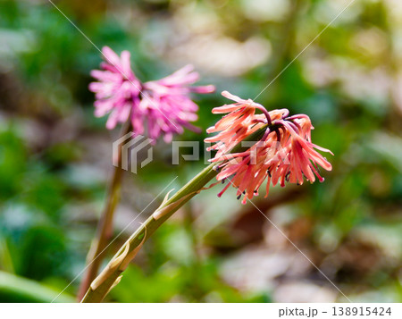 多年草の在来種 メランチウム科ショウジョウバカマ 138915424