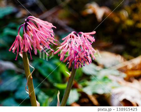 多年草の在来種 メランチウム科ショウジョウバカマ 138915425