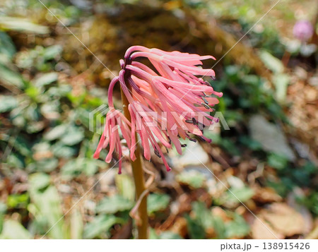 多年草の在来種 メランチウム科ショウジョウバカマ 多年草の在来種 メランチウム科ショウジョウバカマ 138915426