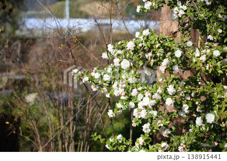 爽やか サザンカの花 爽やか サザンカの花 138915441