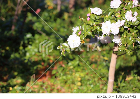 爽やか　サザンカの花 138915442