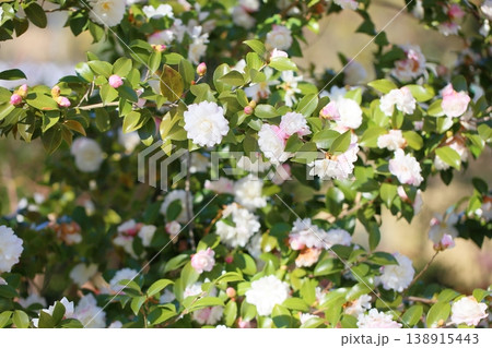 爽やか サザンカの花 爽やか サザンカの花 138915443