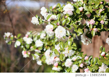 爽やか　サザンカの花 138915444