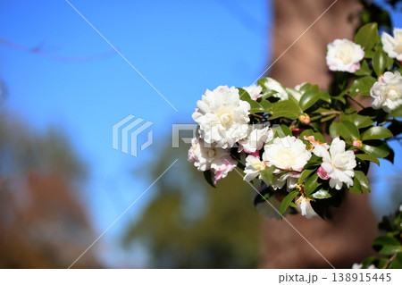 爽やか　サザンカの花 138915445