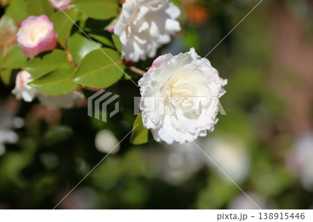 爽やか　サザンカの花 138915446
