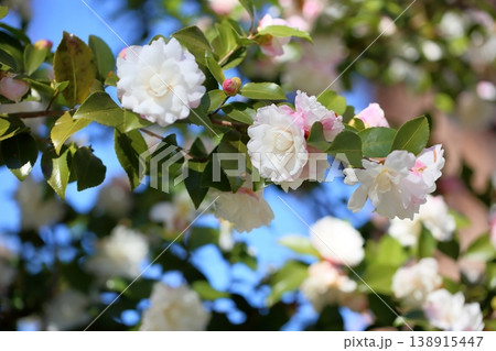 爽やか　サザンカの花 138915447