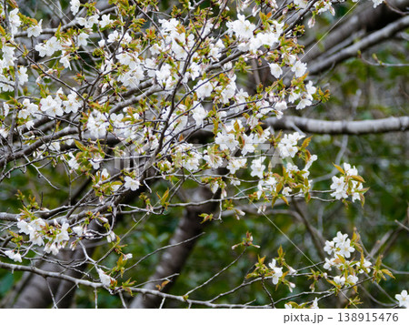 桜の基本野生種バラ科カスミザクラの開花 138915476