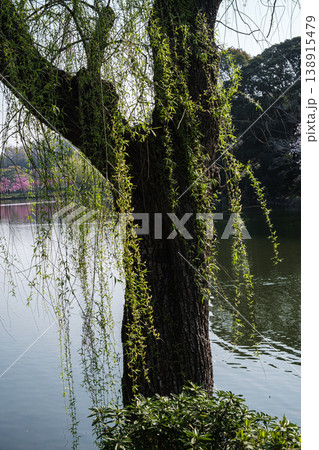 神奈川県鶴見三ッ池公園柳立つ 138915479