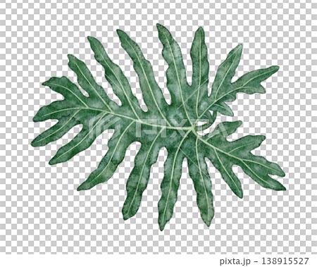 Watercolor tropical leaf Philodendron selloanum botanical illustration. Hand drawn green plant with realistic texture. Garden graphic floral design. Nature greenery element for indoor shrub template. Watercolor tropical leaf Philodendron selloanum botanical illustration. Hand drawn green plant with realistic texture. Garden graphic floral design. Nature greenery element for indoor shrub template. 138915527